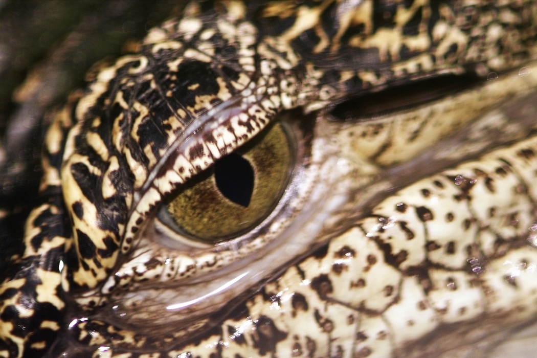 Crocodile Eye and Mouth