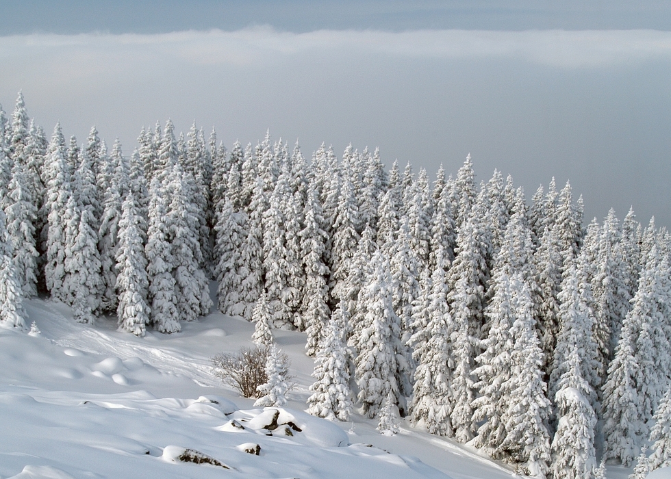 Winter Scene with Snow Covered Fir Trees