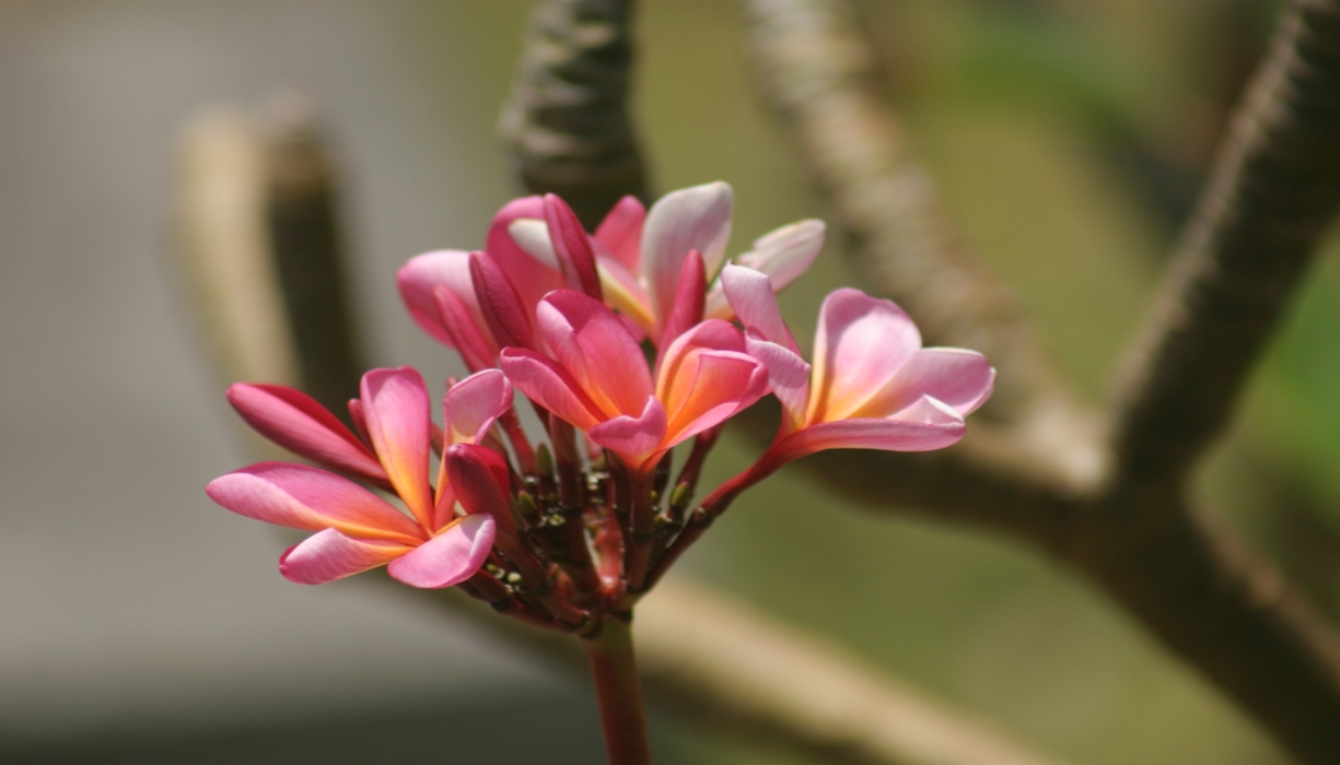 Pink Flowers