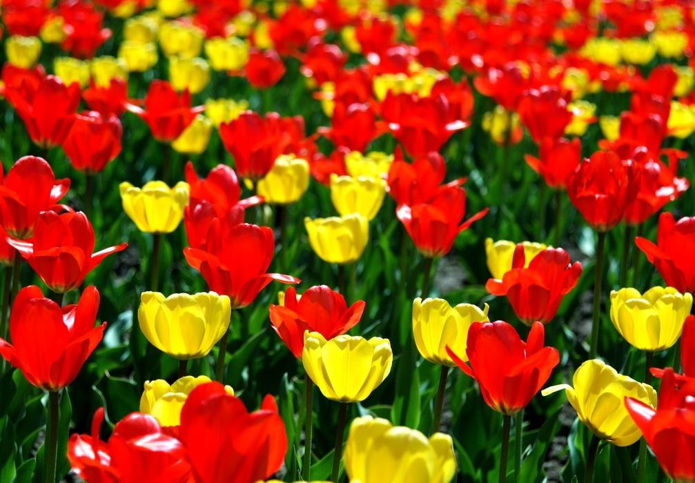 Spring Red and Yellow Tulips in Bloom