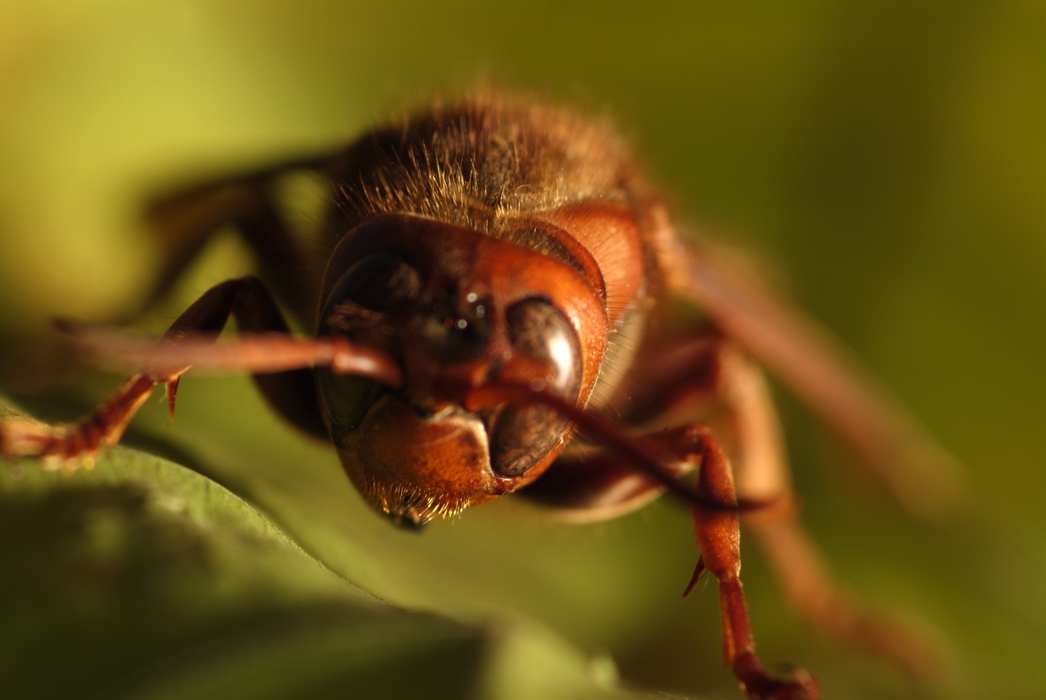 Pretty Scary Close-Up of a Hairy-Backed Insect