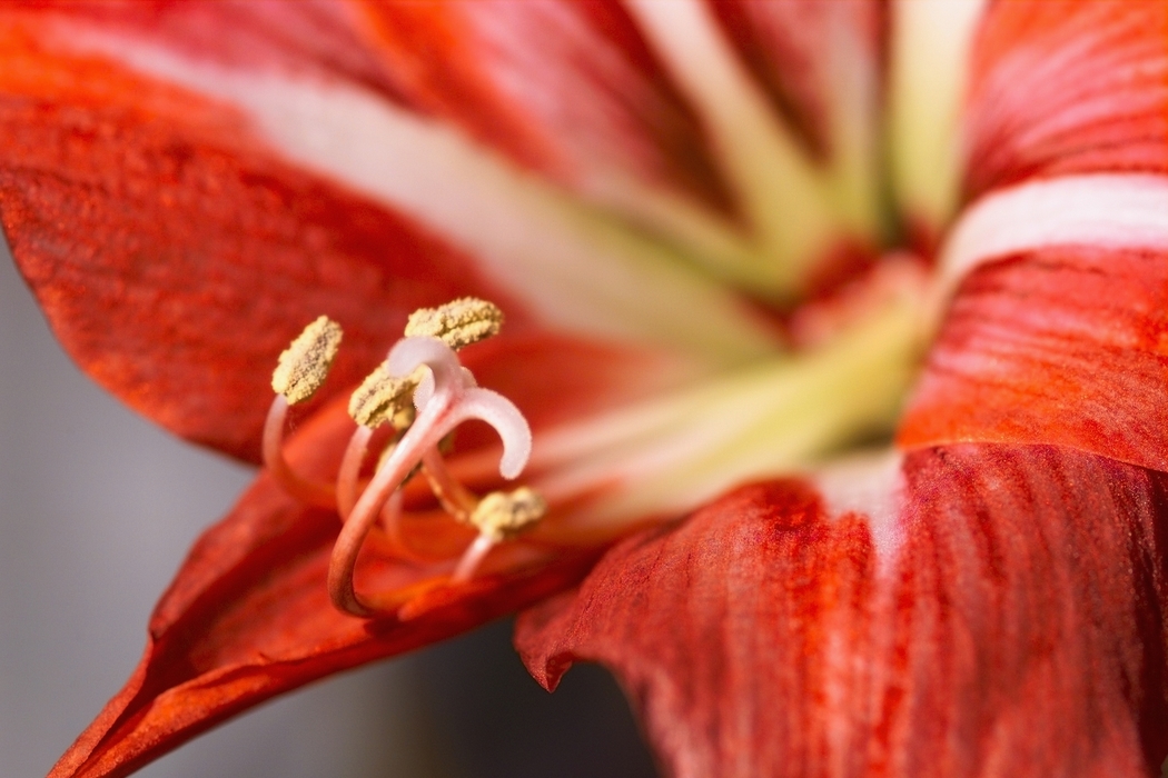 Red Flower with Pistil and Pollen