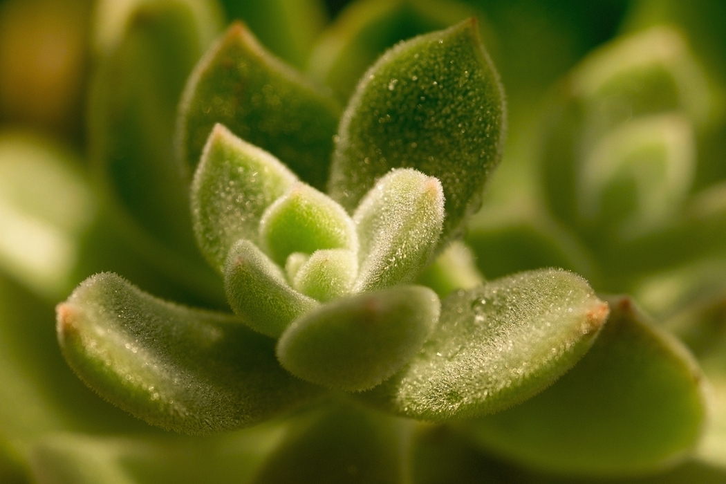 Succulent Leaves 