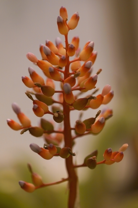 Delicate Blooms About to Flower