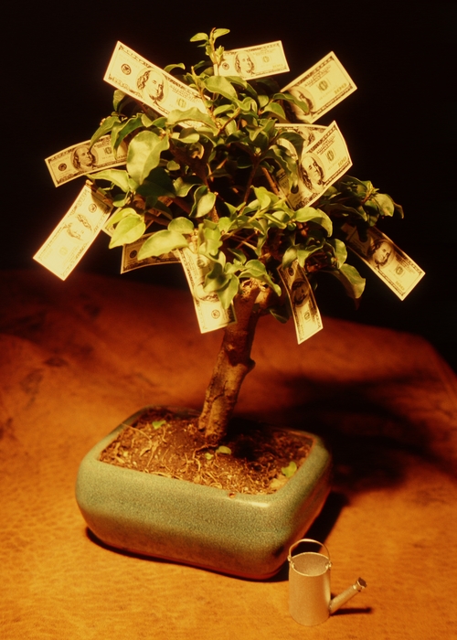 Money Tree, Lush with Money, Metal Watering Can At The Base