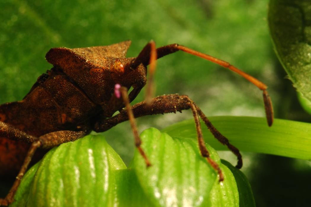 Disgusting Looking Insect