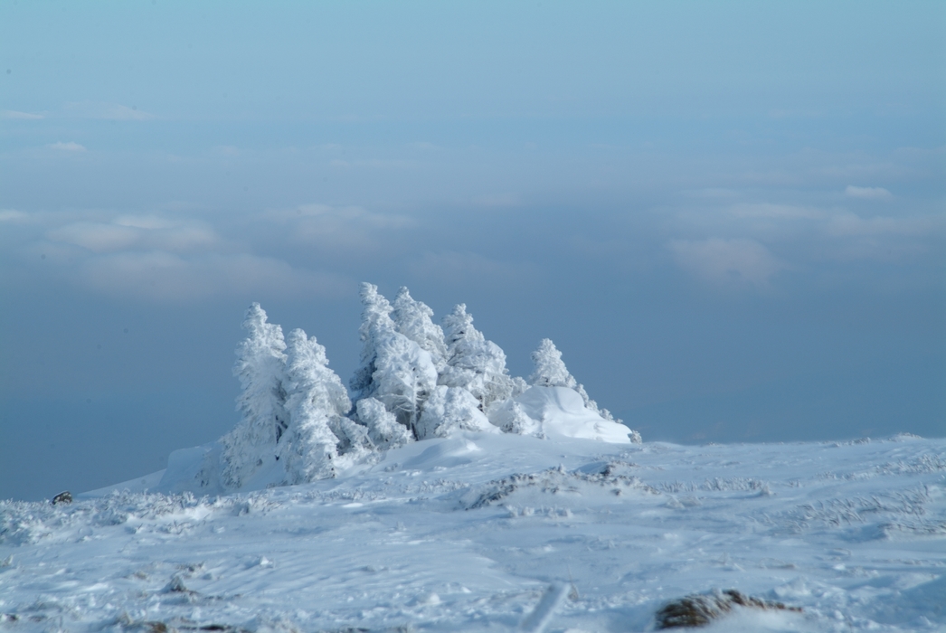 Winter Scene with Fir Trees Encased in Snow