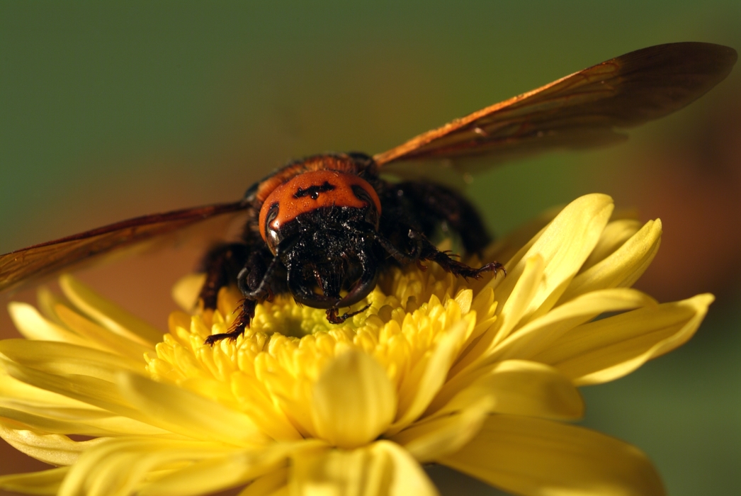 Fascinating, But Totally Gross Insect on Flower