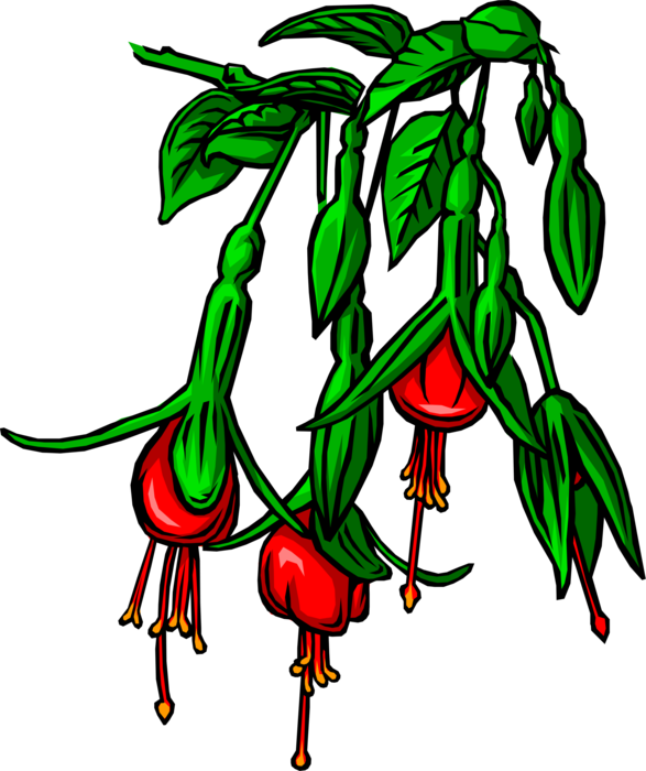 Vector Illustration of Bleeding-Heart Botanical Flowering Flower