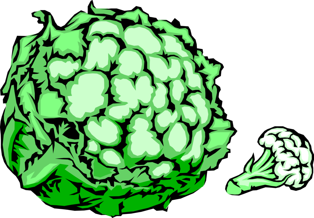 Vector Illustration of Edible Vegetable Head of Cauliflower
