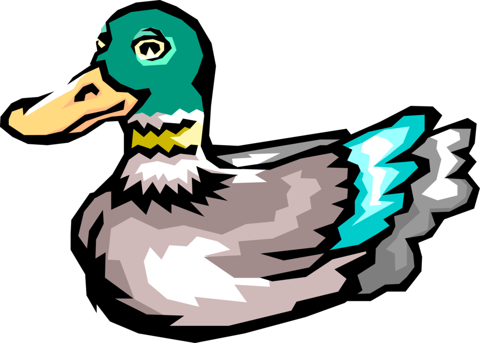 Vector Illustration of Male Mallard Duck Bird