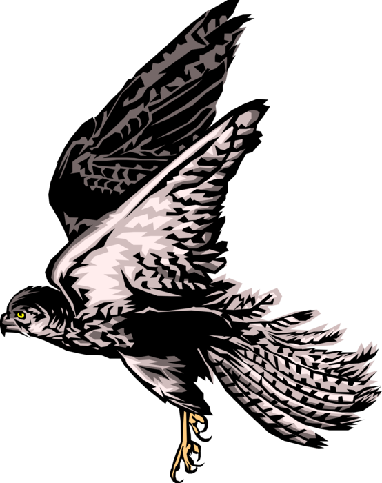 Vector Illustration of Bird of Prey Hawk in Flight