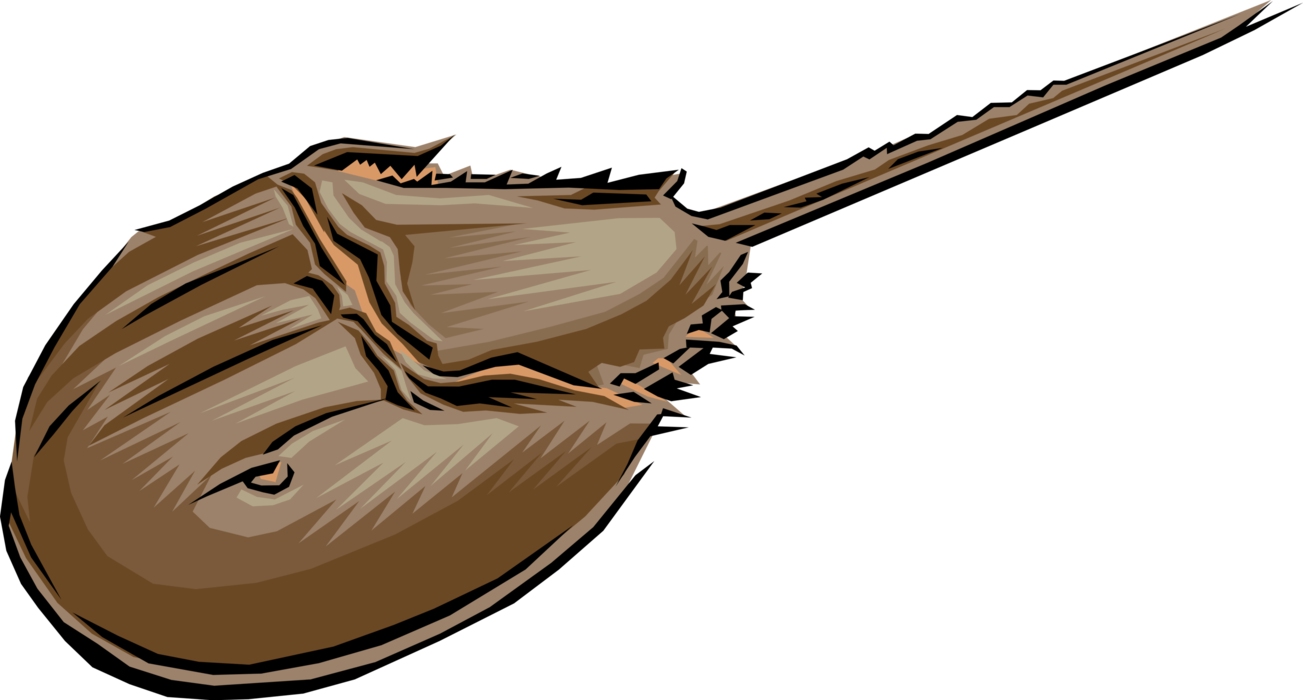 Vector Illustration of Marine Arthropod Horseshoe Crab