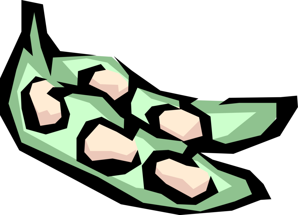 Vector Illustration of Seed-Pod Edible Vegetable Legume Beans