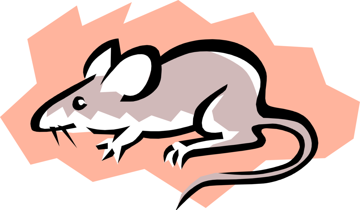 Vector Illustration of Rodent Grey Mouse