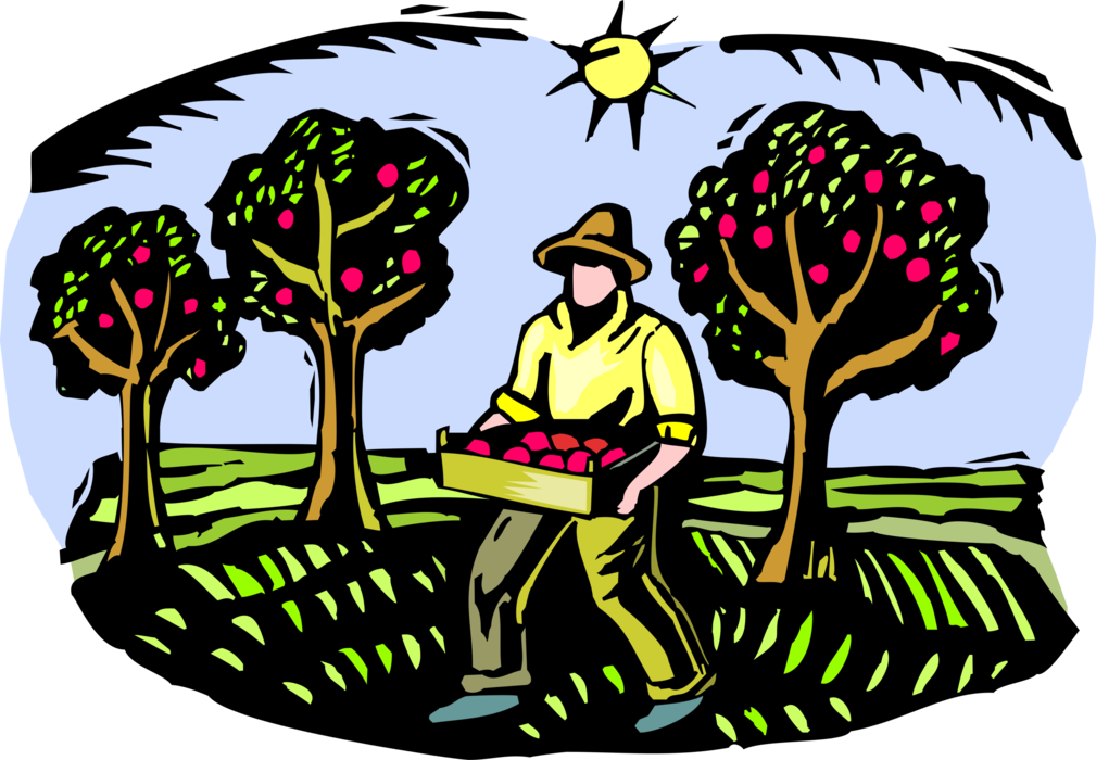 Vector Illustration of Apple Orchard Fruit Harvest with Worker Picking Apples