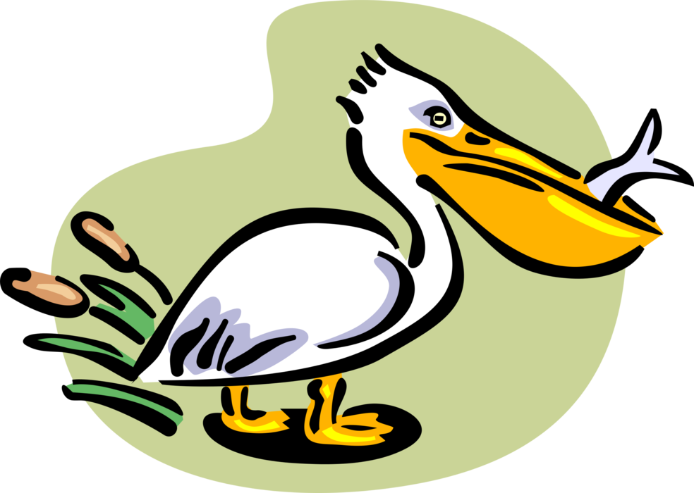 Vector Illustration of Large Water Bird Pelican with Fish