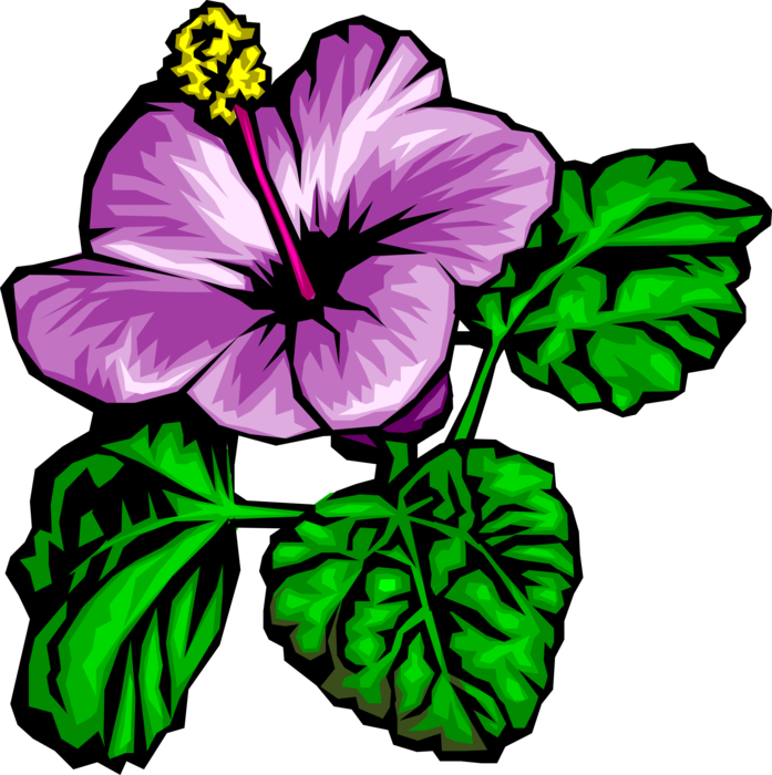 Vector Illustration of Purple Hibiscus Flower