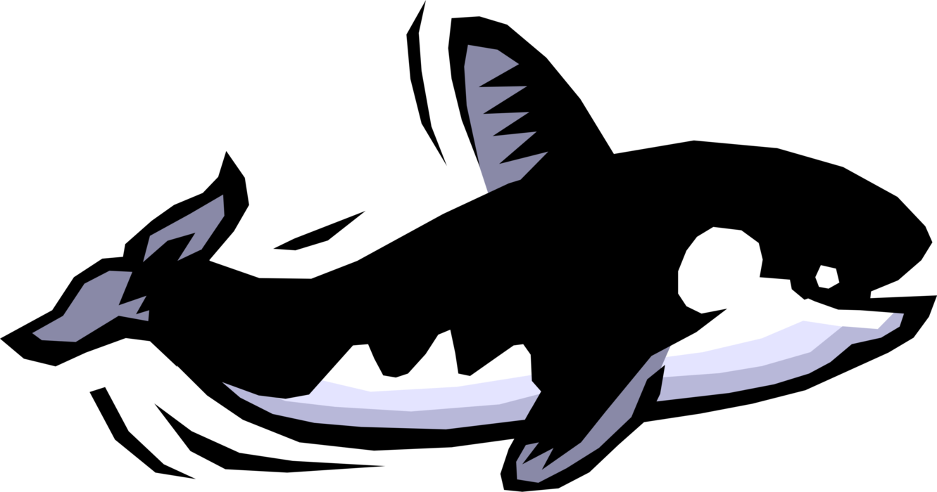 Vector Illustration of Killer Whale or Orca Swimming