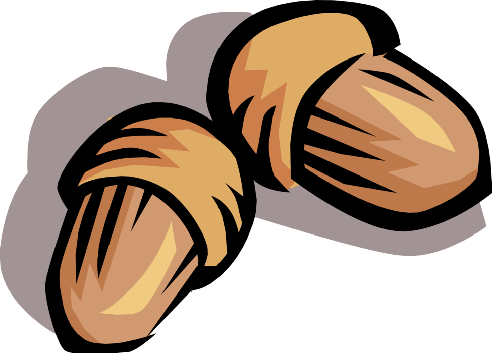 Vector Illustration of Acorn Hard Shell Seed Nut