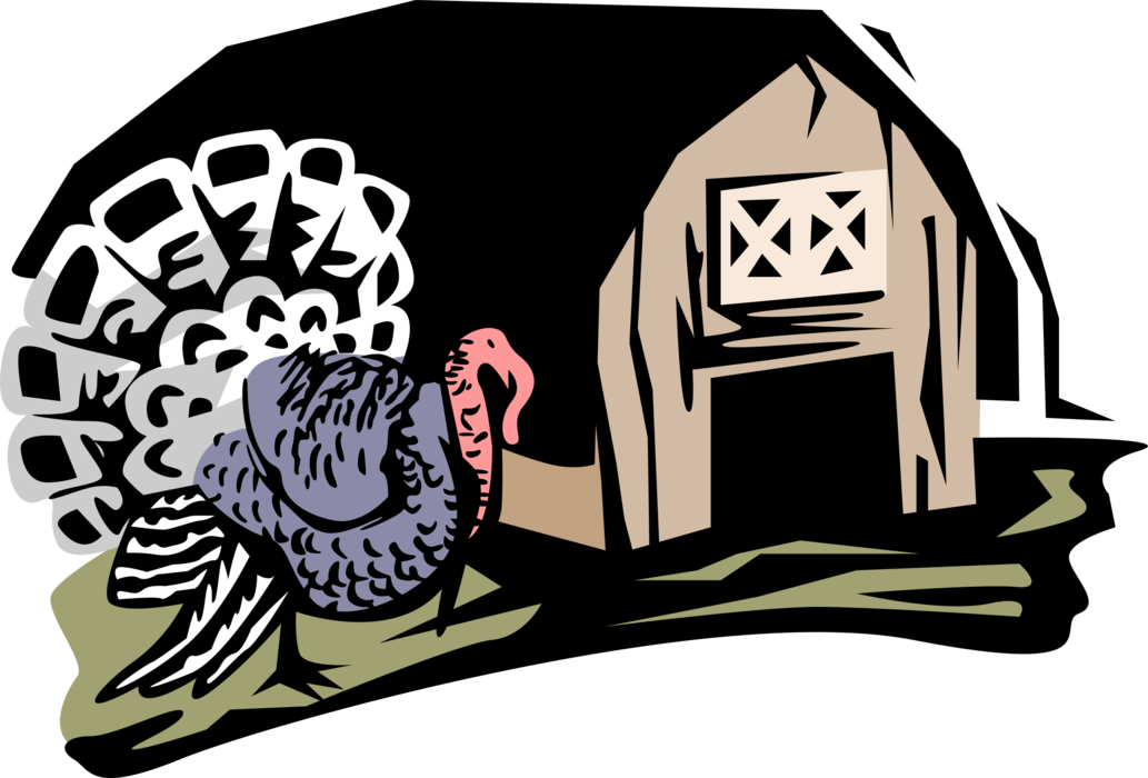 Vector Illustration of Domesticated Turkey with Farm Barn
