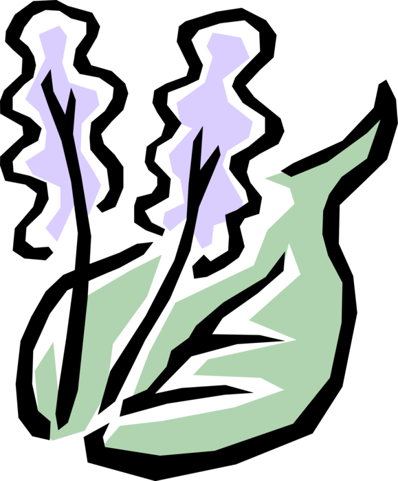 Vector Illustration of Lilac Botanical Deciduous Shrub Flowering Ornamental Plant