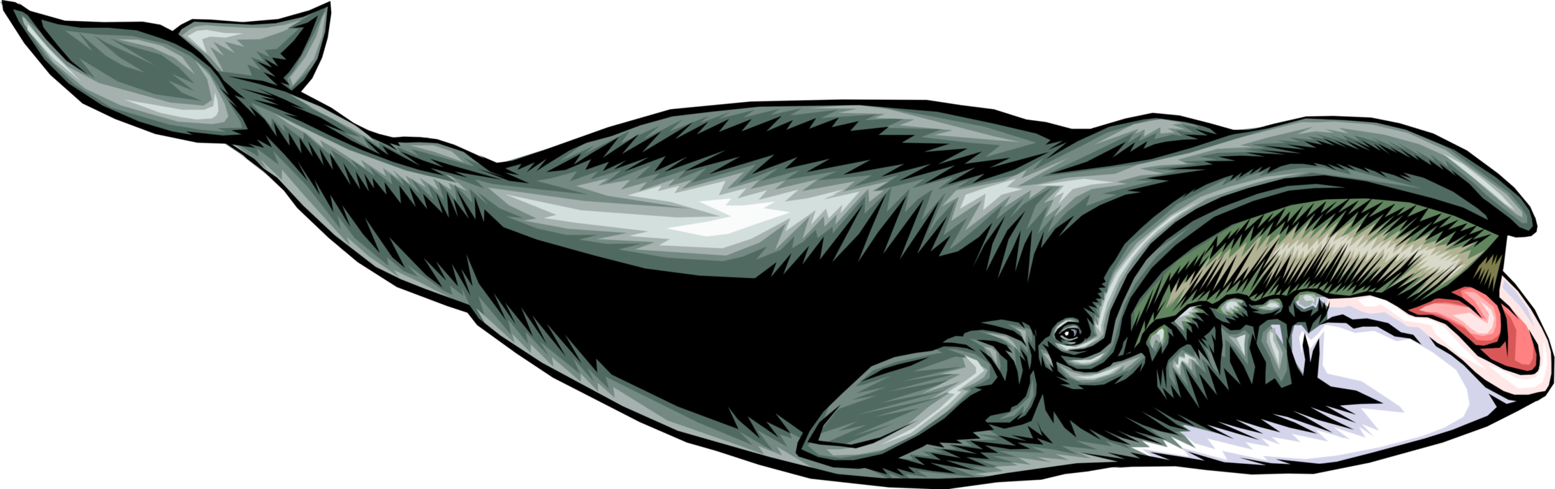 Vector Illustration of Large Marine Mammal Baleen Right Whale