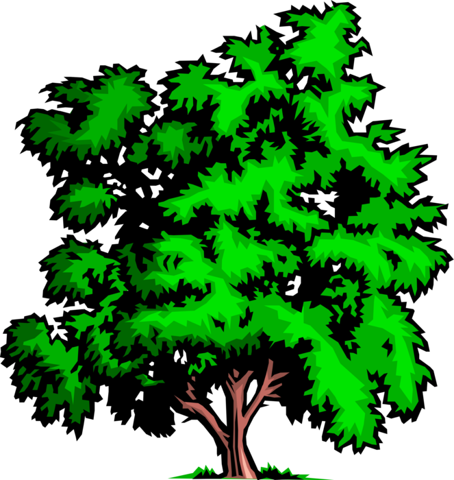 Vector Illustration of Mature City Deciduous Tree
