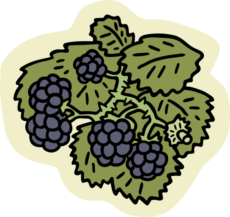 Vector Illustration of Bramble Fruit Blackberry Edible Fruit