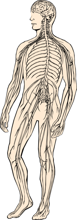 Vector Illustration of Human Nervous System
