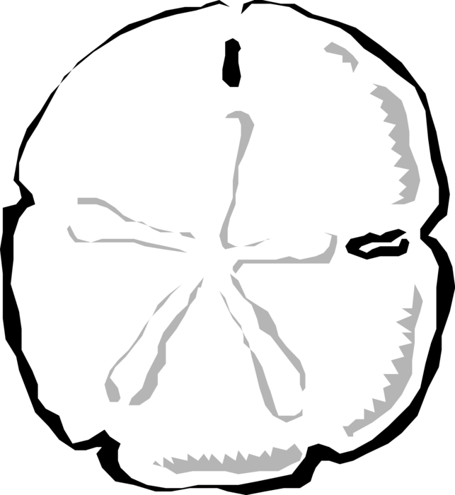 Vector Illustration of Marine Sand Dollar