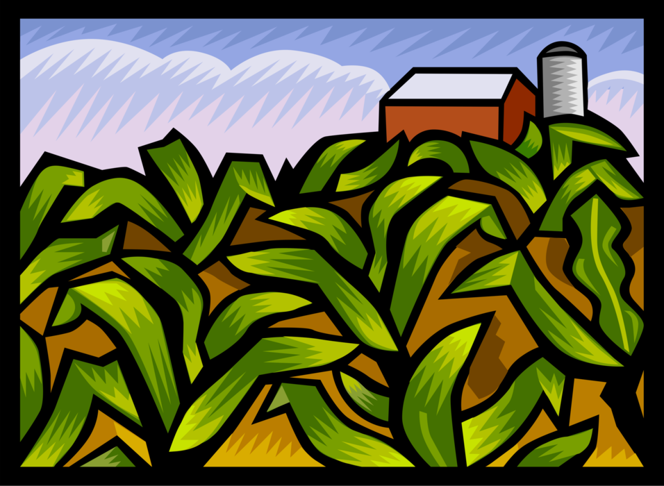 Vector Illustration of Farming Corn Field Crop with Farm Barn