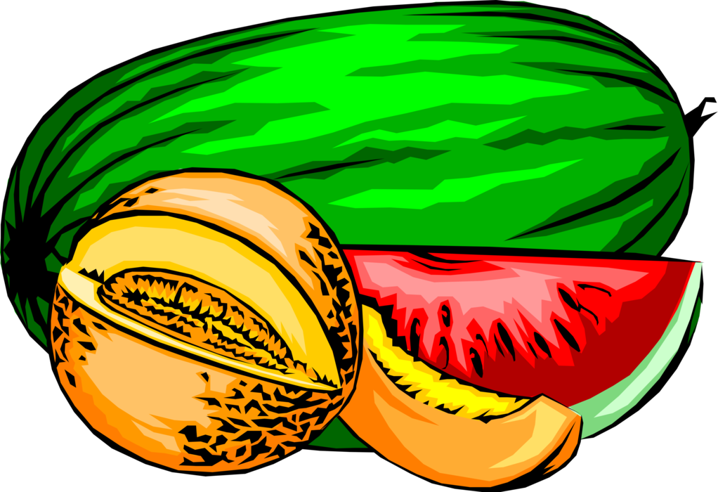 Vector Illustration of Summer Melons with Cantaloupe or Cantelope and Watermelon