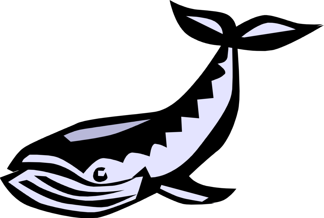 Vector Illustration of Marine Mammal Baleen Whale