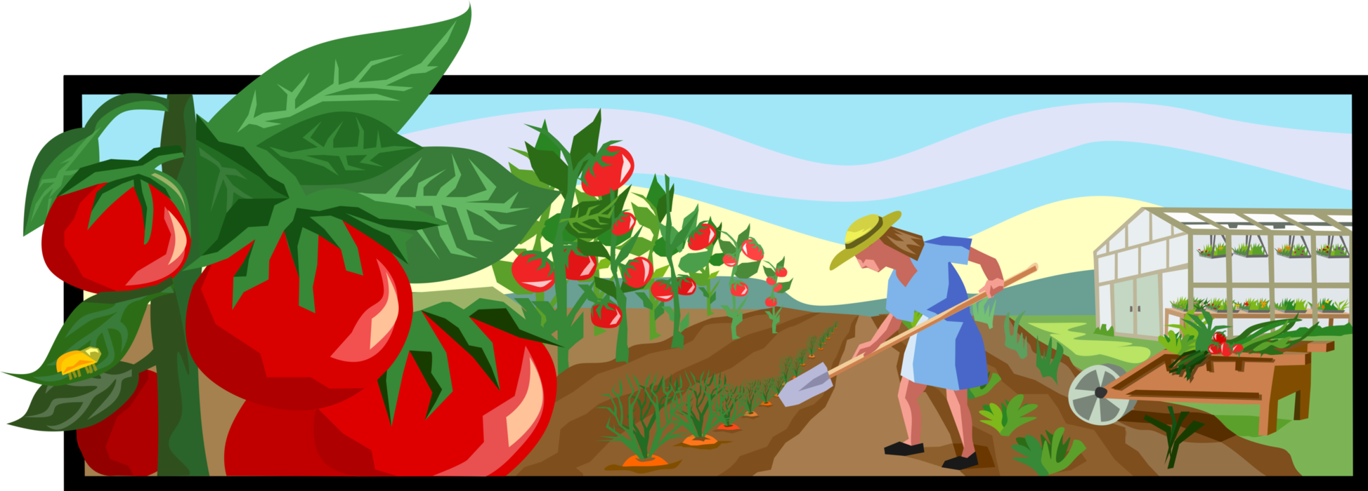 Vector Illustration of Gardener with Shovel Tends to Carrots and Tomato Crop while Gardening Outdoors