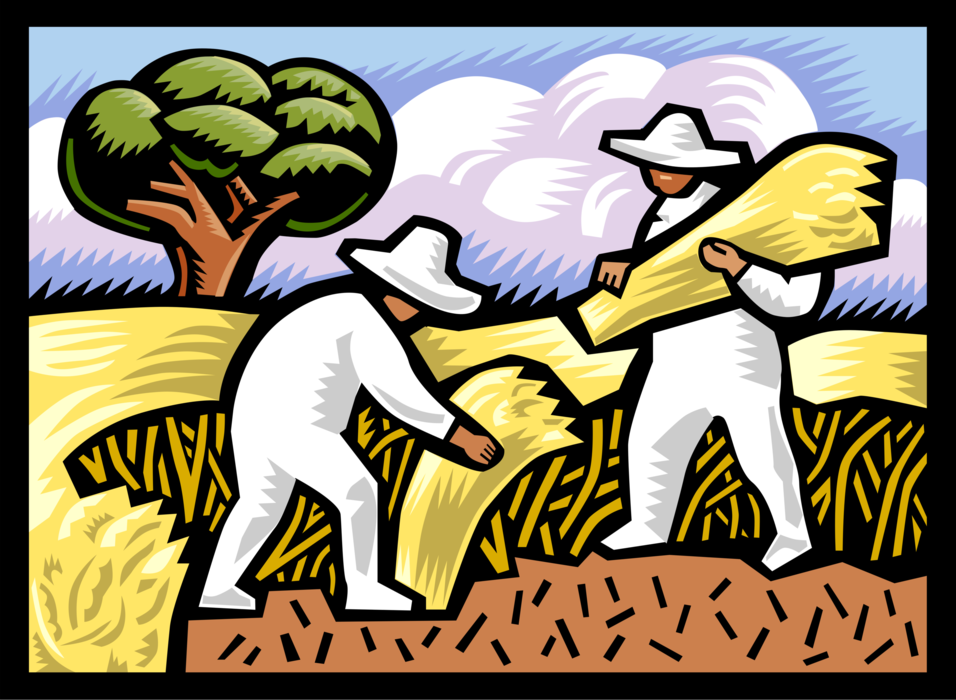 Vector Illustration of Farm Workers Gathering Wheat Sheaf Bundles After Grain Crop Harvest 