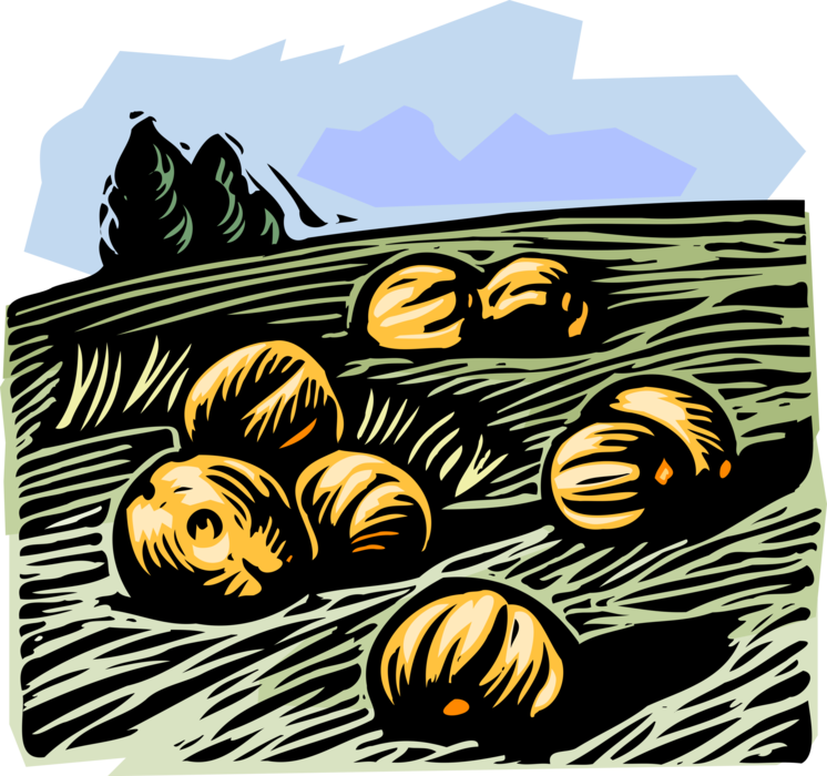 Vector Illustration of Farm Scene Pumpkin Squash Crop Growing in Field