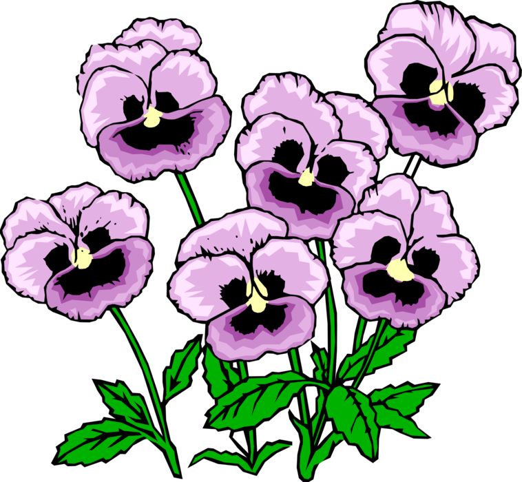 Vector Illustration of Pansy Garden Flowers