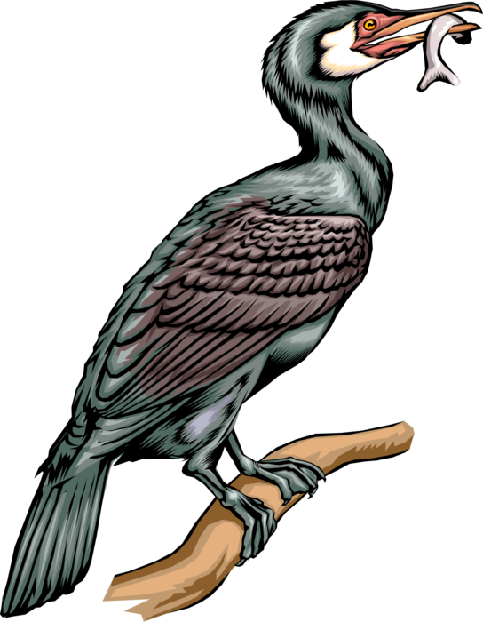 Vector Illustration of Web-Footed Diving Cormorant Fish-Eater Bird