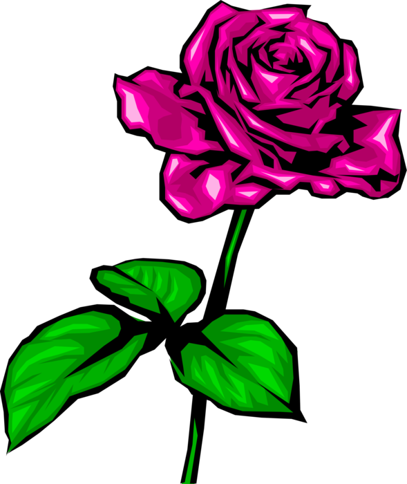 Vector Illustration of Red Rose Garden Flower