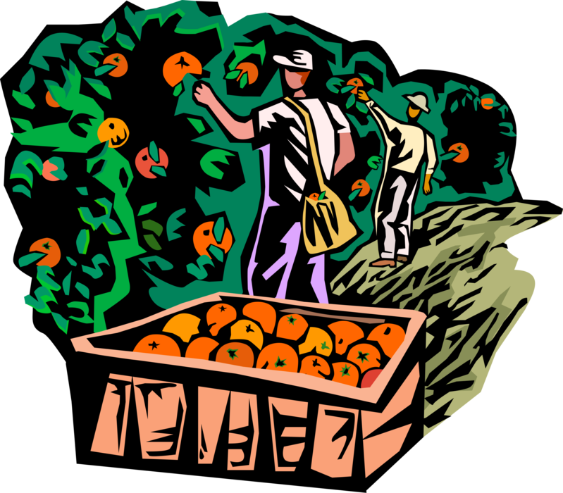 Vector Illustration of Citrus Orange Fruit Harvest with Farm Workers Picking Fruit