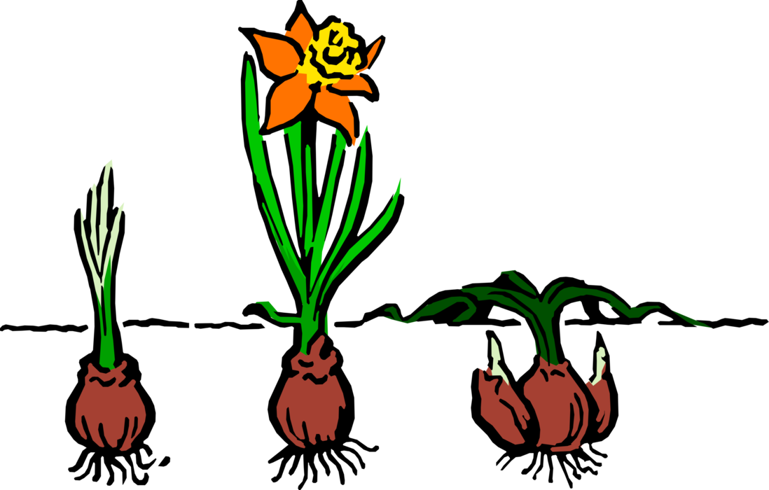 Vector Illustration of Plant Bulb Matures, Flowers and Prepares to Flower Again