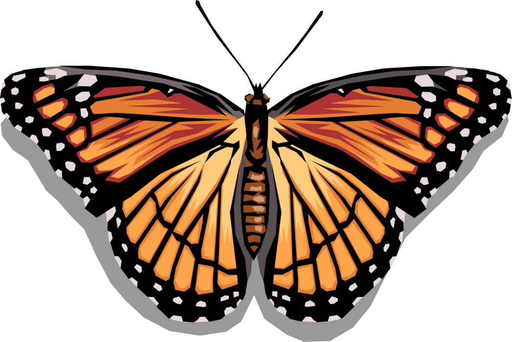 Vector Illustration of Colorful Monarch Butterfly Winged Insect