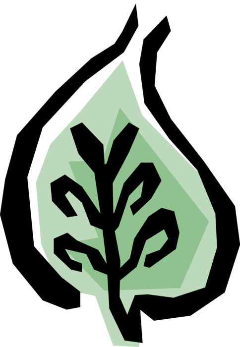 Vector Illustration of Deciduous Tree Vegetation Leaf