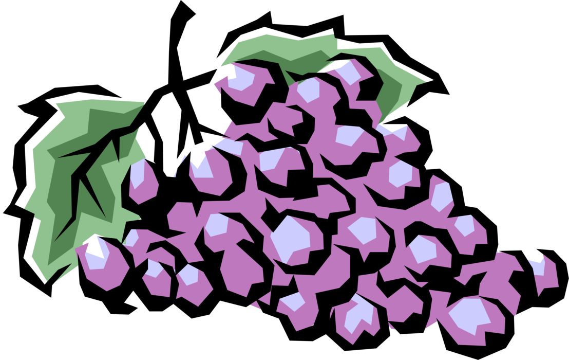 Vector Illustration of Edible Grapevine Fruit Grapes
