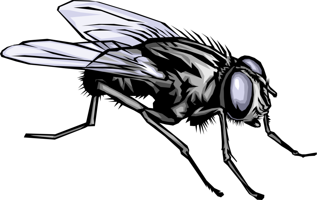 Vector Illustration of Housefly Insect Fly Bug at Rest