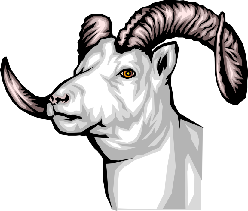Vector Illustration of Thinhorn Dall Sheep Head and Horns