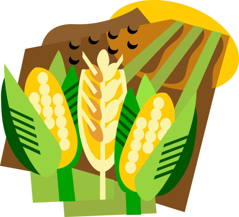 Vector Illustration of Wheat Grain of Cereal Grass with Corn Crop