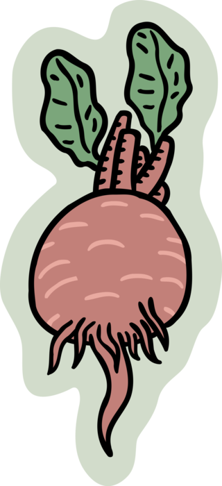 Vector Illustration of Taproot Beet Vegetable
