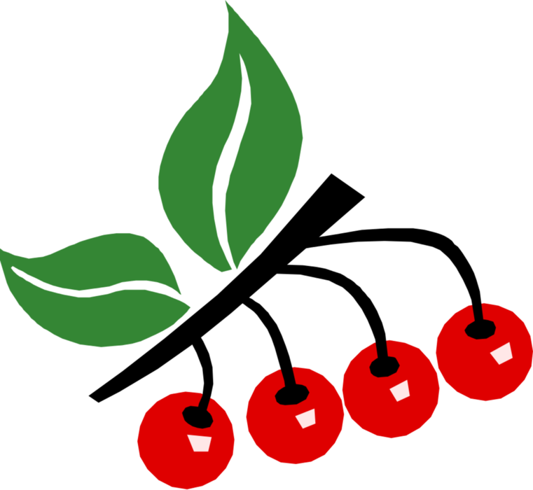 Vector Illustration of Fruit Sweet Cherries with Leaves